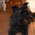 Jerónimo Rafael Tormo Brull